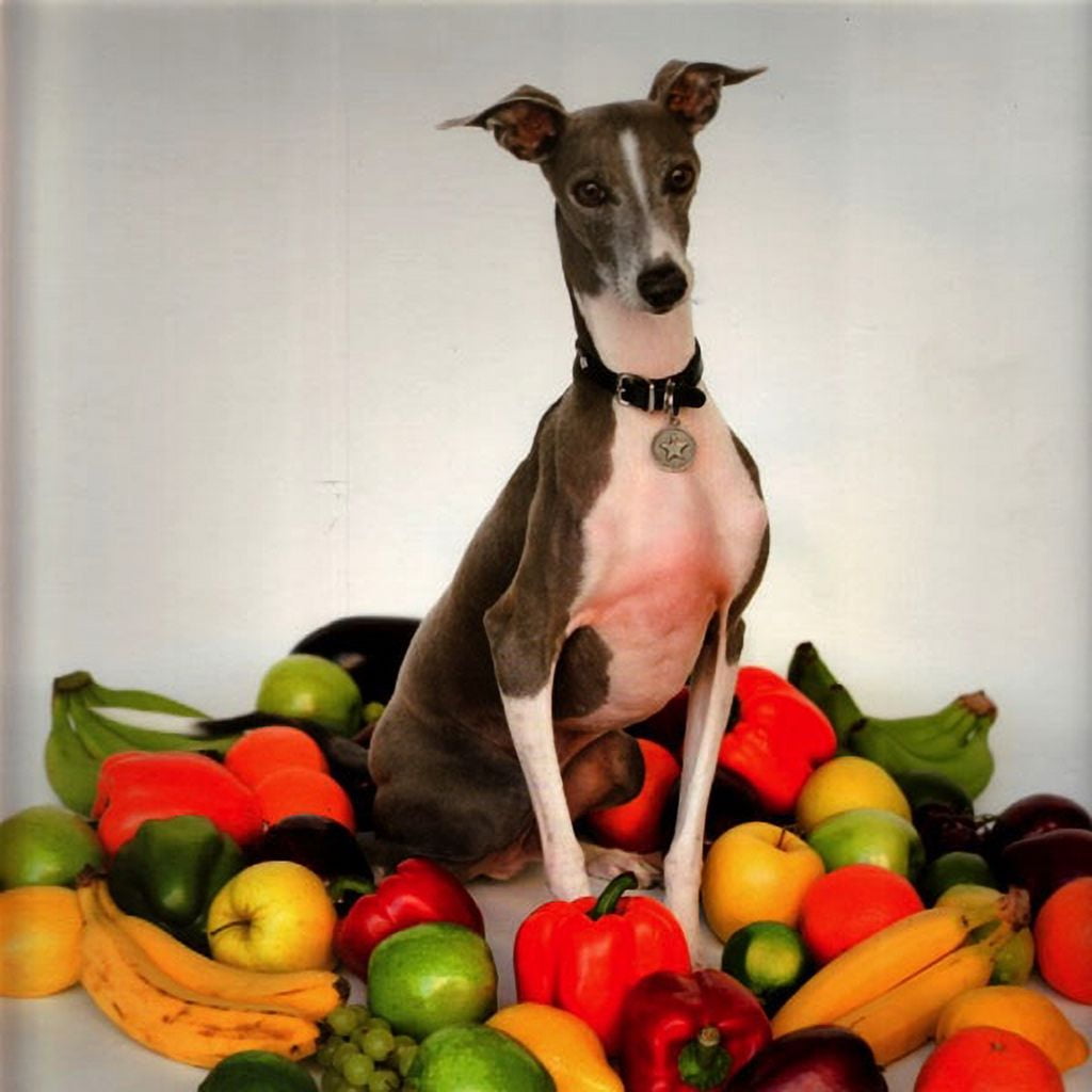 洋楽 Shellac EXCELLENT ITALIAN GREYHOUND LP Shellac - Excellent Italian Greyhound - Music & Performance