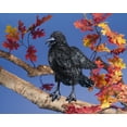 thumbnail image 3 of Marioneta de mano Folkmanis Crow, 3 of 4