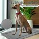 thumbnail image 3 of Dog Bed Mat - Dog Crate Pad - Reversible Dog Mat for Pet Comfort - Soft Bed Crate Pads with Dual-Sided Design for All Seasons - Durable, Machine Washable Dog Mat for Crates, Travel, and Home, 3 of 5