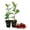 2 Plants, variant on Barbados Cherry Tree - 1 Live Starter Plant - Malpighia Emarginata - Edible Fruit Bearing Tree for The Patio and Garden