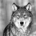 thumbnail image 2 of Image Conscious PDXIN321774SMALL Wolf Poster Print by Photoinc Studio, 12 x 12 - Small, 2 of 2