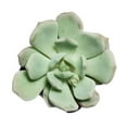 thumbnail image 3 of Graptoveria Moonglow (4"+ Clay Pot) - Tiny, Lovely, Easy to Care Succulent for Beginners - Live Succulent for Home Office, 3 of 8