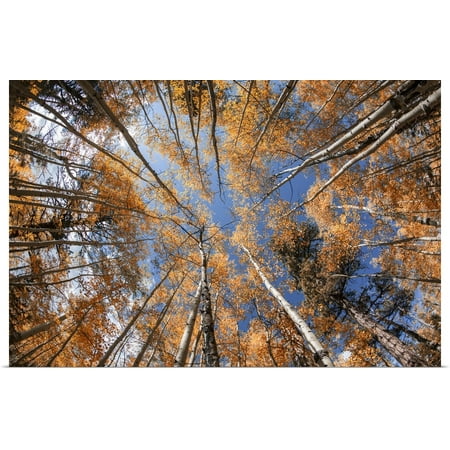 Great BIG Canvas | Rolled Scott Stulberg Poster Print entitled Aspen trees with fall color in Flagsaff,