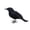 Set of 1, variant on Halloween Black Artificial Feather Crow Figurine Set Of 3, Spooky‑Style Decorative Ornament, Holiday Accent For Shelf, Mantel And Indoor Halloween Home Decoration