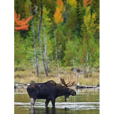 A Male Moose (Alces Alces) Drinking Water, Baxter State Park, Millinocket, Maine, USA Print Wall Art By Gustav