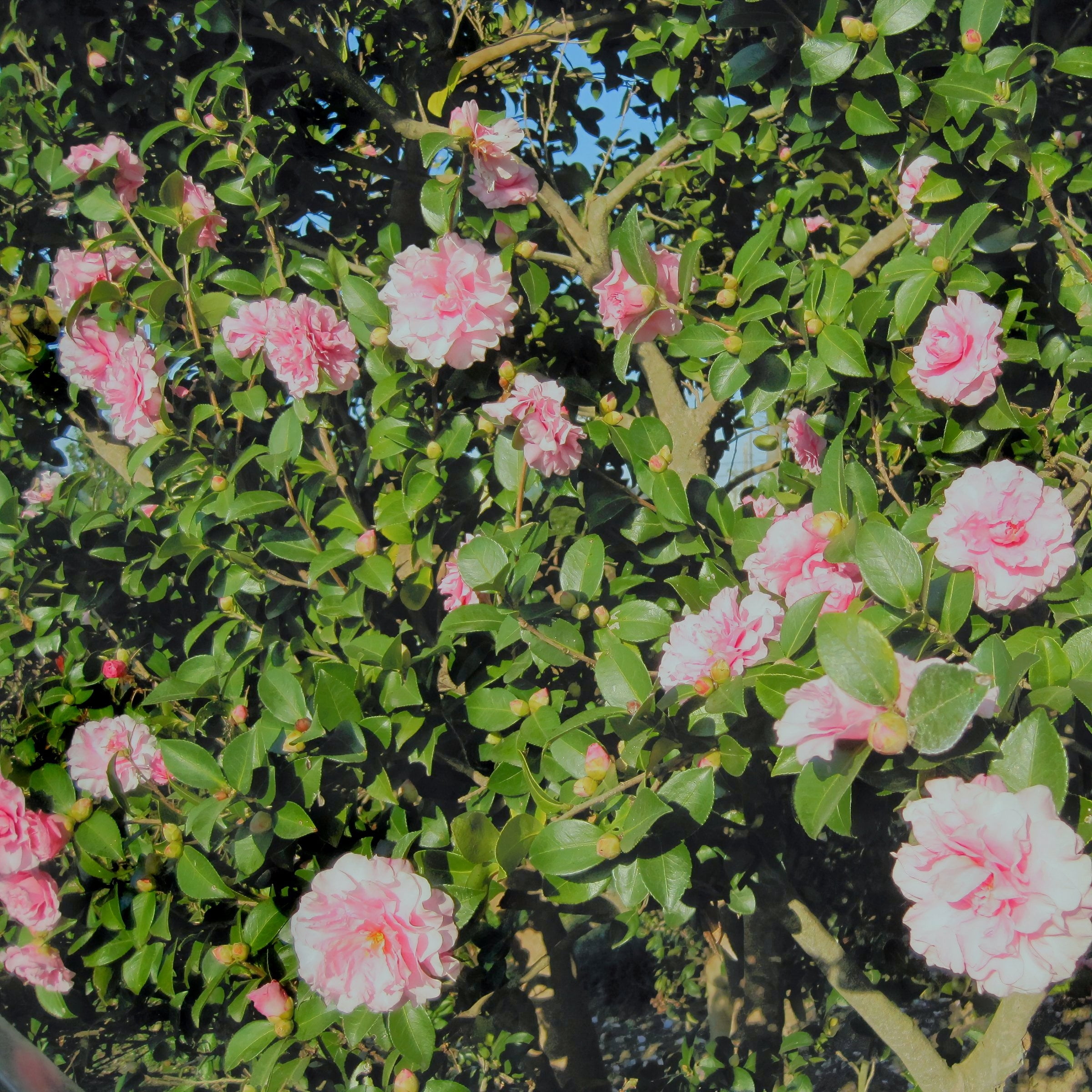 National Plant Network 3 gal. Camellia Debutante Live Shrub