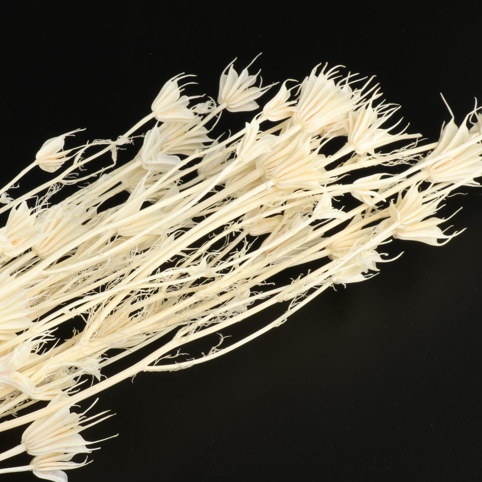 WLPZXP Dried Anise Flower Bouquet Farmhouse Table Centerpieces Vase Filler White