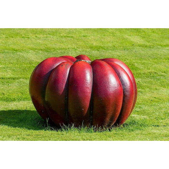 CZ Grain 10 Rouge VIF D'Etampes Pumpkin Plant Seeds
