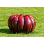 Rouge VIF D'Etampes Pumpkin Seeds for Planting (10 Seeds) - Grow Vivid Red Pumpkins