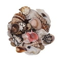 thumbnail image 2 of A Mix Of Seashells In Assorted Sizes, 2 of 2