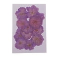 thumbnail image 2 of Paquete de 2-4 Unidades de flores prensadas y secas Moradas Soledad 12 piezas, 2 of 10