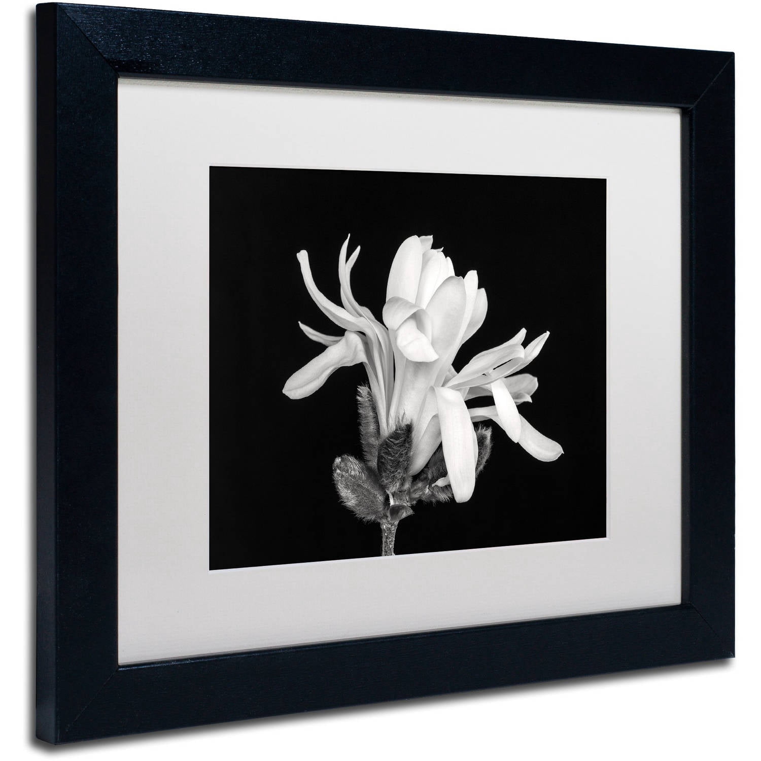 Trademark Fine Art 'Magnolia Flower' Canvas Art by Pierre Leclerc, White Matte, Black Frame