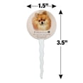 thumbnail image 6 of Pomeranian Dog Breed Cupcake Picks Toppers Decoration Set of 6, 6 of 7