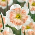 thumbnail image 2 of Eden Brothers Daffodil Bulbs, Pink Wonder, 10 Bulbs | Perennial Flowers, Spring or Fall Planted, Full Sun, Indoor Forcing or Outdoor Planting, Easy-to-Grow | Zones 3, 4, 5, 6 ,7 ,8, 2 of 2