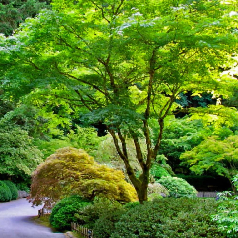Expert Gardener 3-4 ft tall Green Japanese Maple Tree in 7 gal. Grower Pot