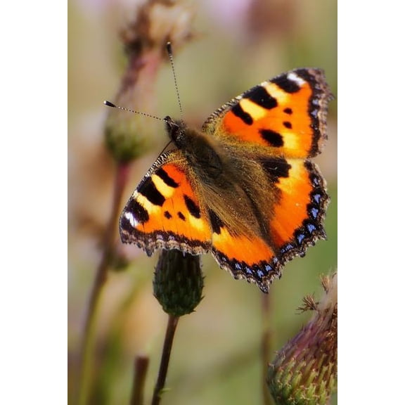 Painted Lady: There Are Over 20,000 Species of Butterflies in the World. (Paperback)