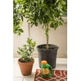 thumbnail image 5 of Miracle-Gro Shake 'N Feed Continuous Release Citrus, Avocado & Mango Plant Food 4.5 lb., 5 of 6