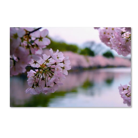 Trademark Fine Art "Cherry Blossoms 2014-2" Canvas Art by CATeyes