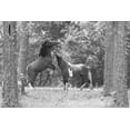 thumbnail image 2 of The Yellowstone Collection 32x23 Black Ornate Wood Framed with Double Matting Museum Art Print Titled - Wild Horses in the Forest, 2 of 4