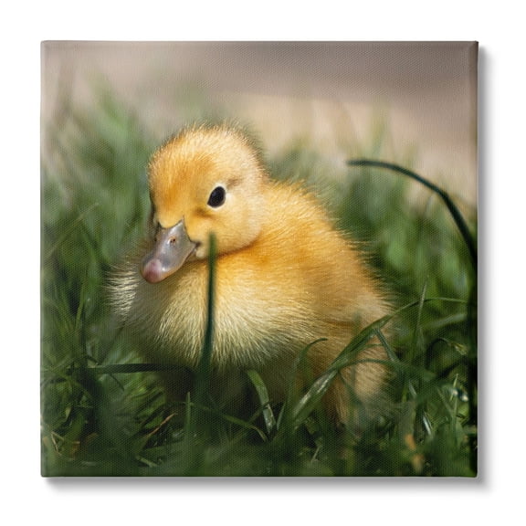 Stupell Industries Baby Duckling in Grass Photography Animals & Insects Photography Gallery Wrapped Canvas Print Wall Art