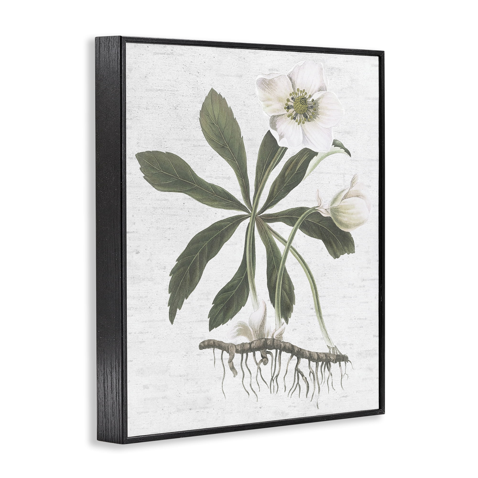 Stupell Industries Magnolia Flower Study Botanical & Floral Painting Black Framed Art Print Wall Art, 24 x 30