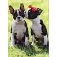 thumbnail image 1 of Avanti Press Kissing Boxers Dog Valentine's Day Card, 1 of 2