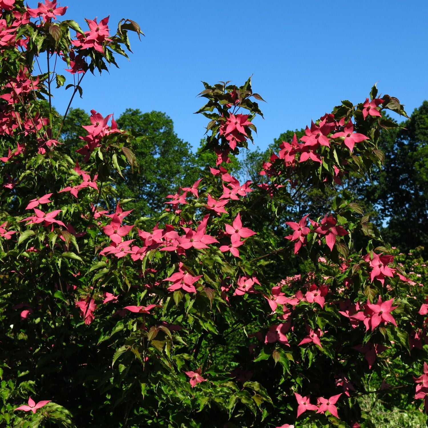 Expert Gardener 4-5' Dogwood Scarlet Fire™ in 1 gal. Grower Pot