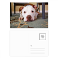 thumbnail image 1 of White Bulldog Pet Animal Picture Postcard Set Birthday Mailing Thanks Greeting Card, 1 of 3