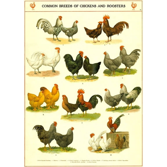Chicken Breeds Chart - Vintage Chicken Art Print -Chicken Breed Poster - Kitchen Art - Farmhouse art ,Art prints, interior wall decoration, living room, bedroom, frameless 12x16inch