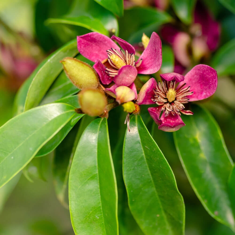 Southern Living Stellar Ruby Magnolia Live Shrub in 2-Gallon Grower Pot