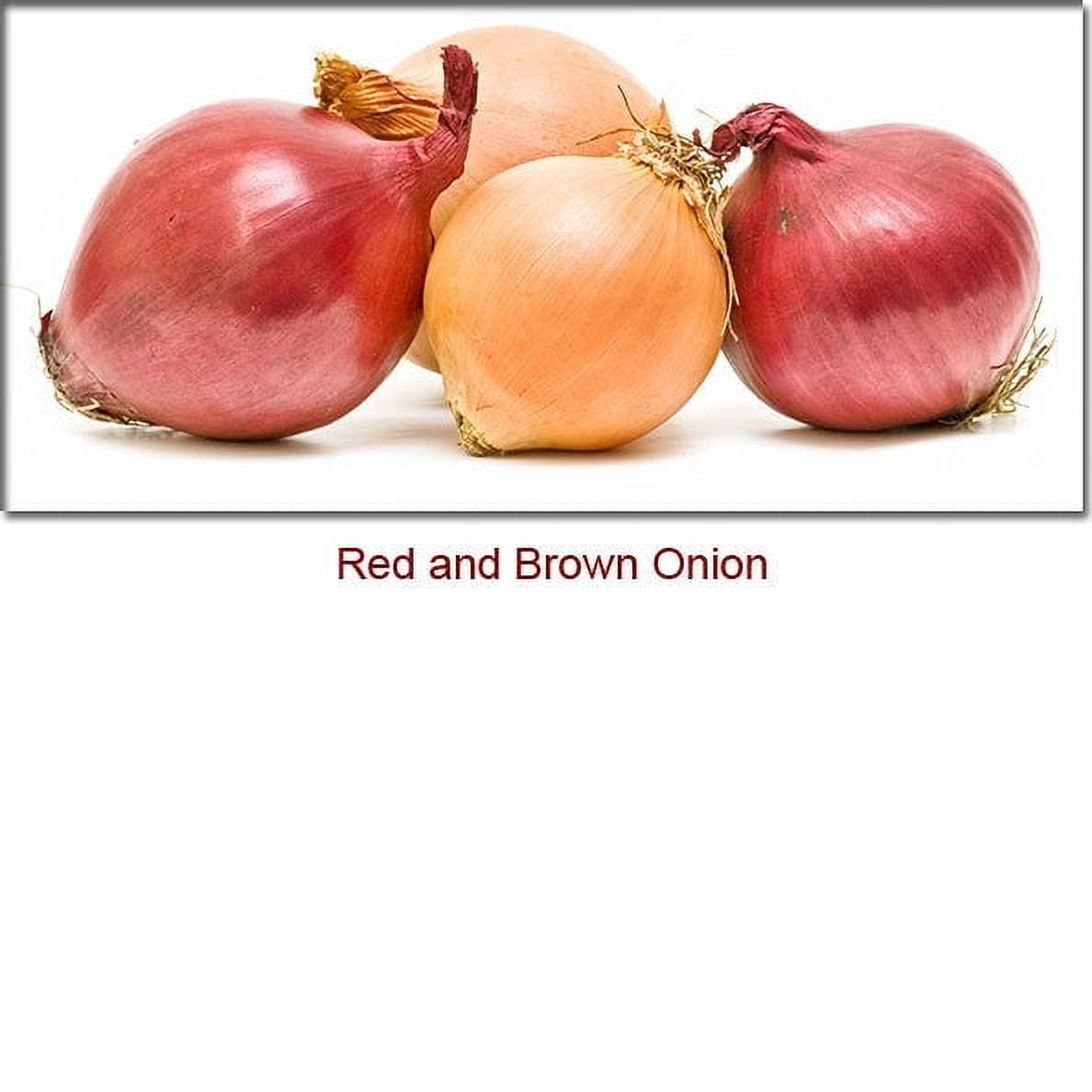 Onion Essential Oil 1 fl oz (30 ml) - 100% Pure and Natural by Silky Scents