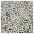thumbnail image 2 of Everwilde Farms - 1/4 lb Perennial Babys Breath Garden Flower Seeds - Gold Vault Bulk Seed Packet, 2 of 2