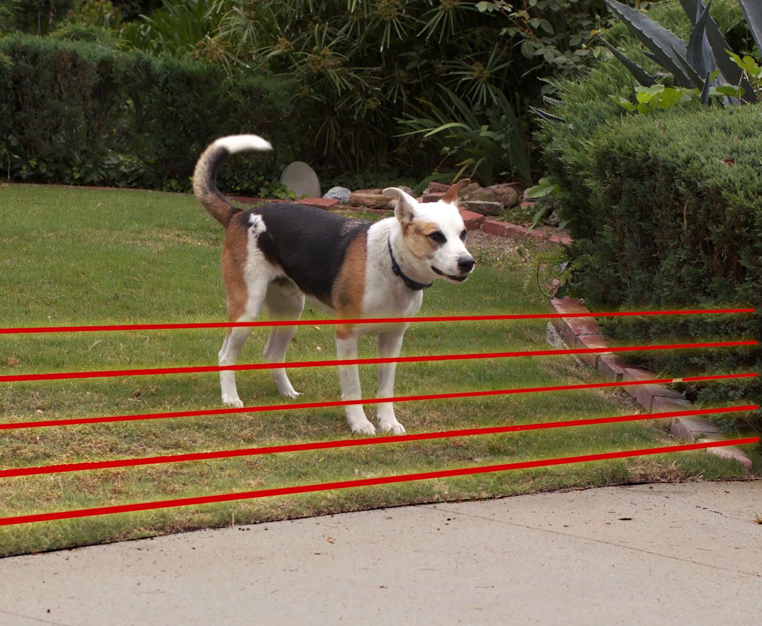 High Tech Pet Basic Eletronic Fence and Containment System for Dogs
