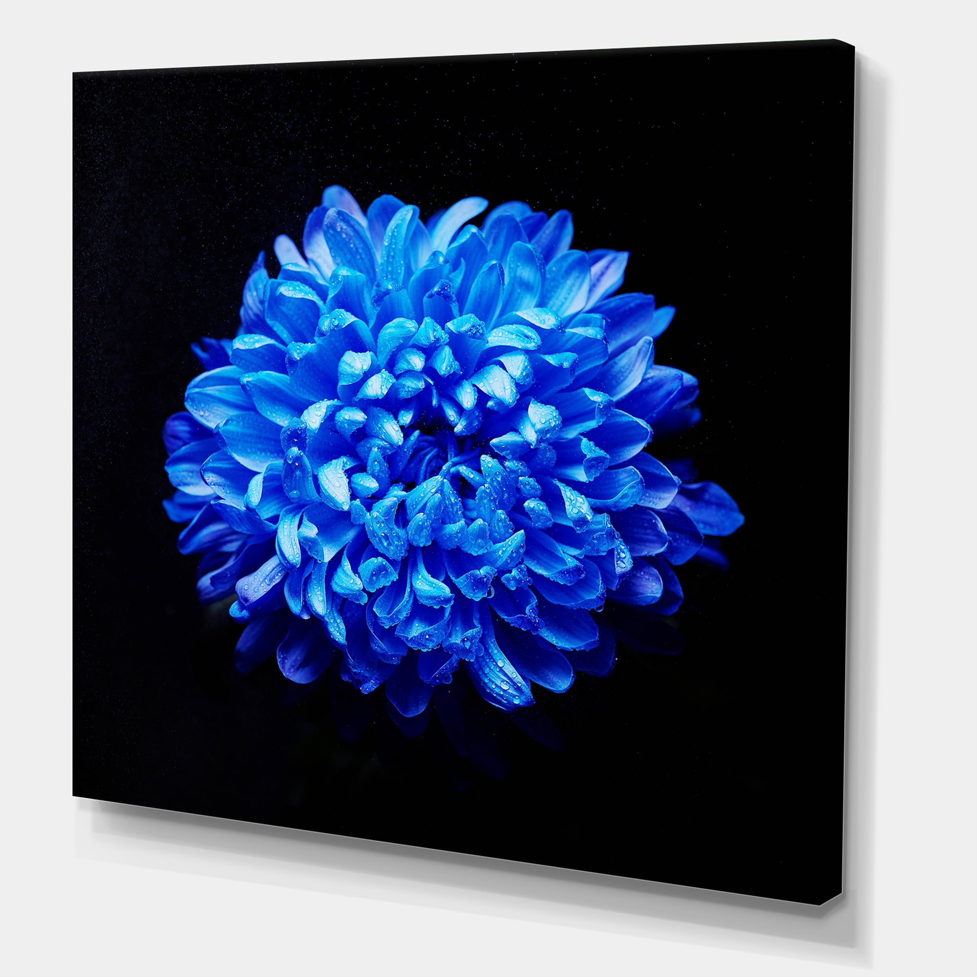 Designart ' Dew Drops on Blue Aster ' Traditional Canvas Wall Art Print