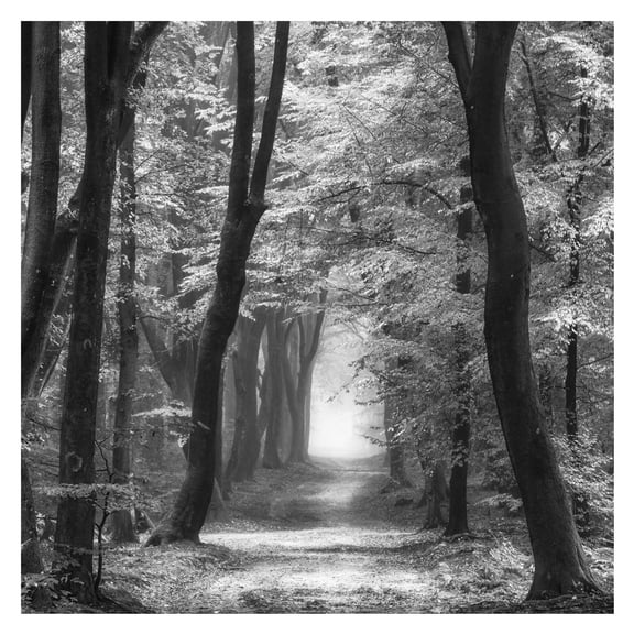 Masterpiece Art Gallery Speuldimensions Spring B&W Forest by Lars Van de Goor Canvas Art Print 30" x 30"