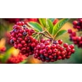 thumbnail image 5 of Chokecherry Seeds for Planting - 30 Seeds - Great for Jam or Syrup (Edible, Fall Color, Hardy), 5 of 6