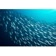 thumbnail image 4 of SEASON Brand Wild Caught Sardines in Organic Extra Virgin Olive Oil - 4.37 Oz, 12 Pack, 4 of 5