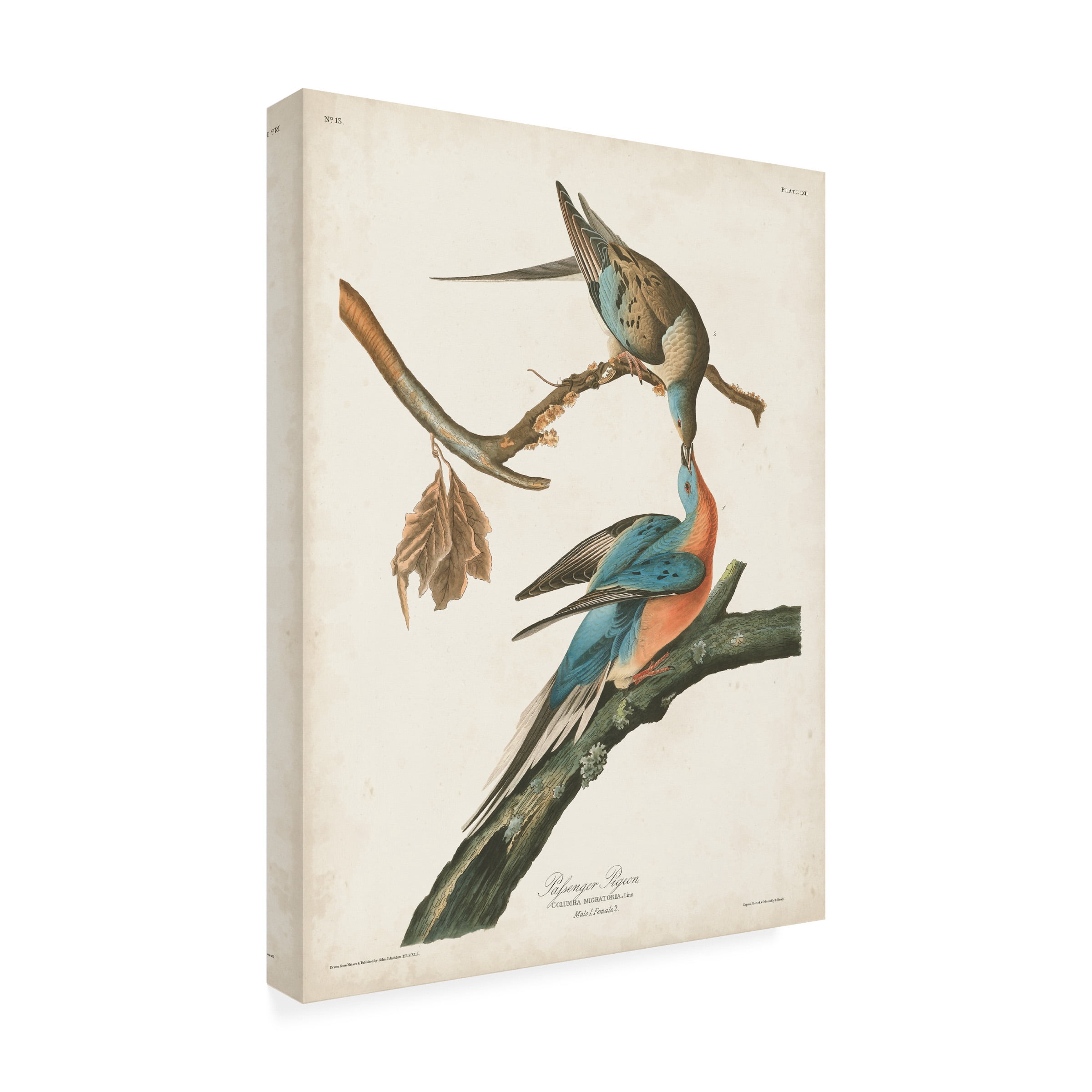 John James Audubon 'Passenger Pigeon' Canvas Art
