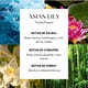 thumbnail image 2 of Esencia ambiental para difusor profesional Lumara Asian Lily - Inspirado en el Hotel Wynn Las Vegas 250ml, 2 of 5