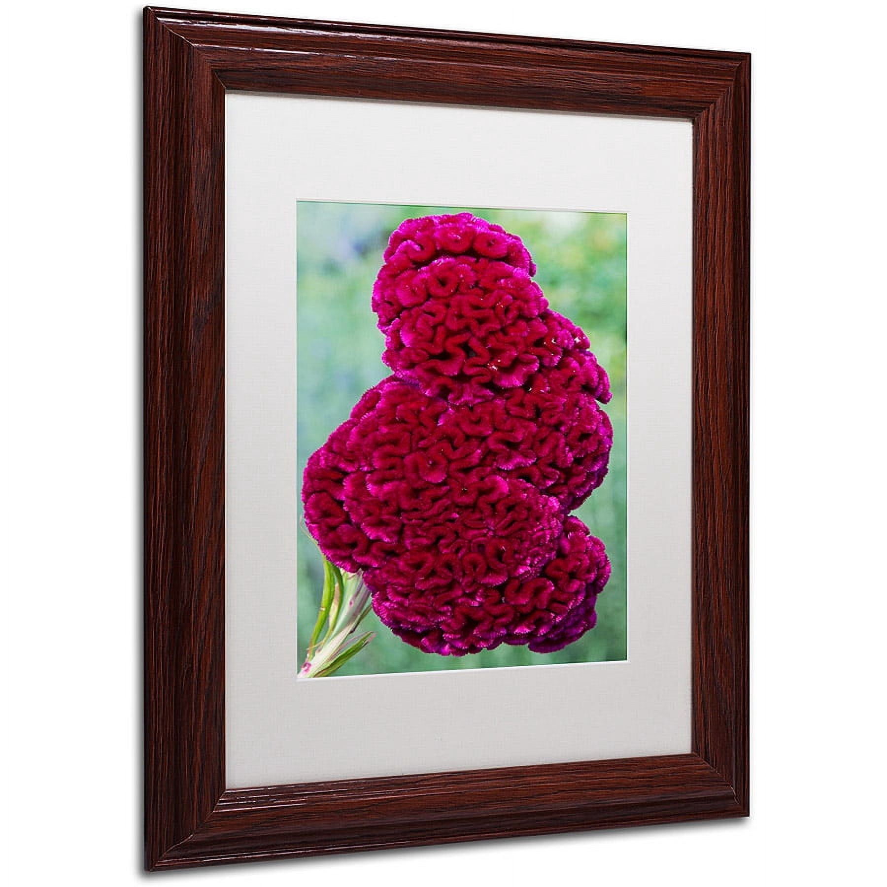 Trademark Fine Art "Coxcomb Flower" Canvas Art by Kurt Shaffer, White Matte, Wood Frame