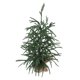 thumbnail image 5 of Mesa De PET Artificial De Mini árbol De Pino De Navidad Verde, 5 of 7