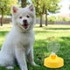 thumbnail image 3 of Botella de agua para perros y cachorros al aire libre, portátil, para exteriores, 3 of 8