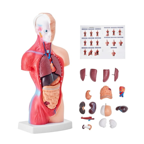 VEVOR Human Body Model, 15 Parts 11 inch,Human Torso Anatomy Model Anatomical Skeleton Model with Removable Organs,Educational Teaching Tool for Students Science Learning School Education Display