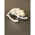 thumbnail image 2 of Cobra Skull 3D Printed Cobra Skull Model Halloween Decor, 2 of 2