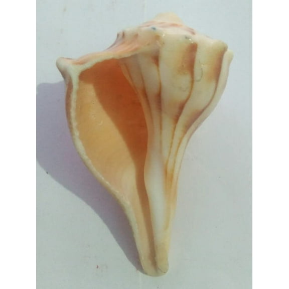  Lakshmi Valampuri Sangu Conch Shell Shankh - Small Size (2 Inch) By Indian Collectible