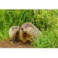 thumbnail image 2 of Jaynes Gallery 14x11 White Modern Wood Framed Museum Art Print Titled - Minnesota-Pine County Adult woodchuck and kits, 2 of 4