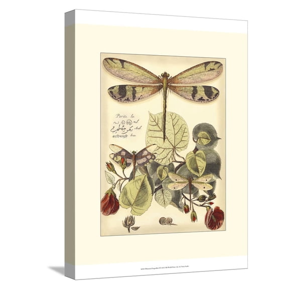 Art.com Whimsical Dragonflies II Stretched Canvas Print Wall Art by Vision Studio, 12" x 16"