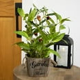 thumbnail image 2 of Northlight Artificial Olive Plant in Rustic Pot with Handles - 14", 2 of 7