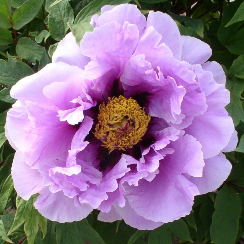 10 Peony Seeds Pink Chojuraku Tree Peony Flower Seeds Paeonia Butterflies Open-Pollinated Heirloom
