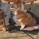 thumbnail image 3 of Cama elevada para perros y gatos ShineTrip, cuna plegable para acampar, aluminio ShineTrip  Cuna para mascotas, 3 of 7
